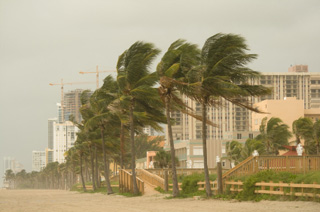 palm trees bending in from heavy winds